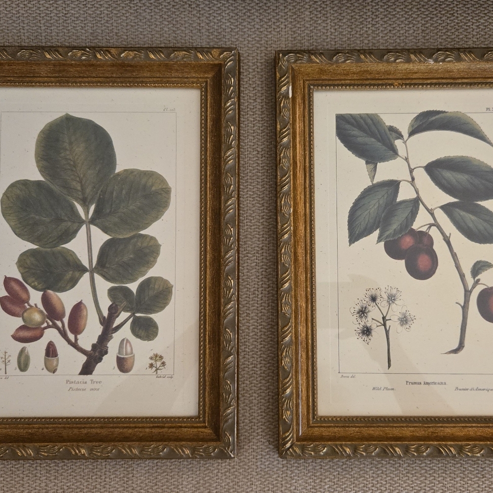 Set Of 2 Vintage Botanical Art Print Set w Gold Frames The Bombay Company